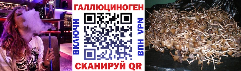 Галлюциногенные грибы MAGIC MUSHROOMS  купить наркотики сайты  Кодинск 